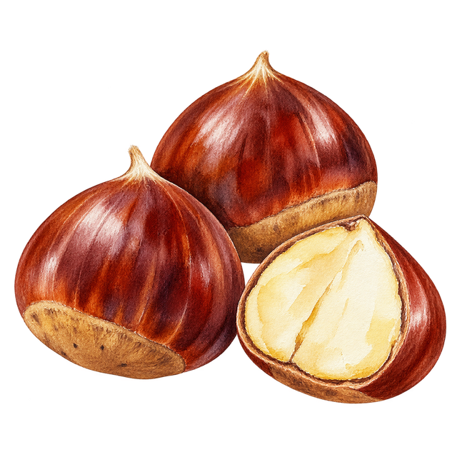 旬の栗のイラスト
